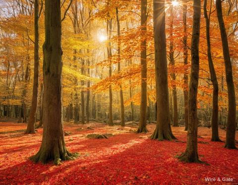 La forêt rousse