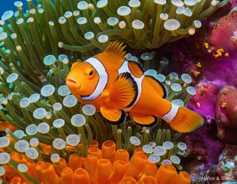 Le poisson-clown