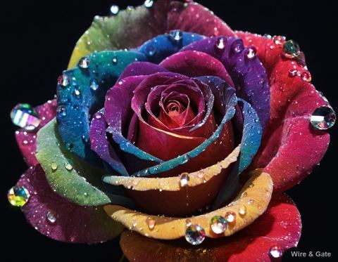 La rose aux mille reflets